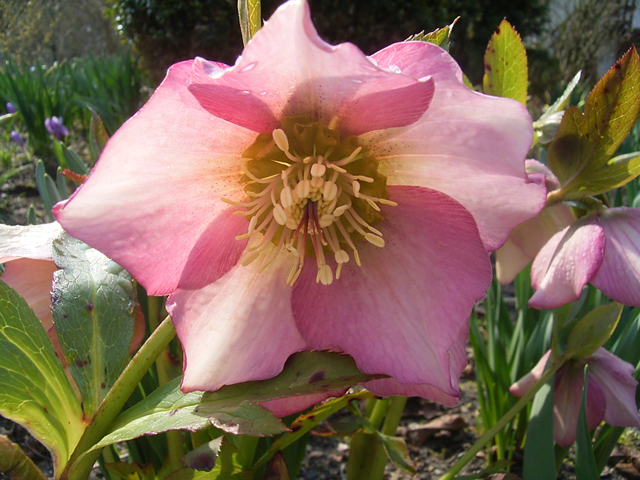 Photos Helleborus orientalis - Lenten rose