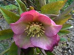 Photos Helleborus orientalis