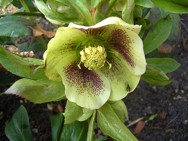 Photos Helleborus orientalis - Lenten rose