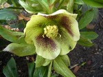 Photos Helleborus orientalis