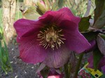 Photos Helleborus orientalis
