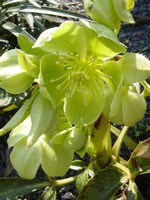 Photos Helleborus argutifolius