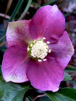 Photos Helleborus atrorubens hort.