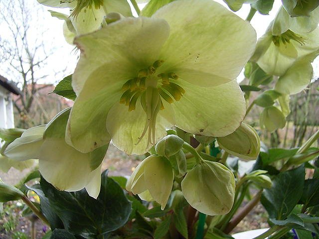 Photos Helleborus orientalis - Lenten rose