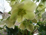 Photos Helleborus orientalis