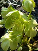 Photos Helleborus corsicus
