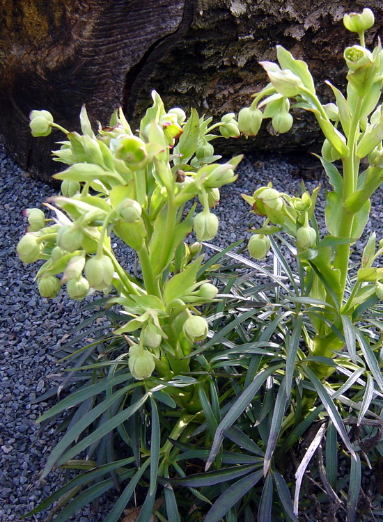 Photos Helleborus foetidus