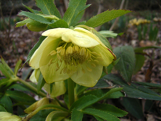 Photos Helleborus orientalis - Lenten rose