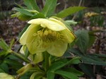 Photos Helleborus orientalis