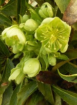 Photos Helleborus lividus ssp. corsicus