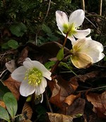 Photos Helleborus niger