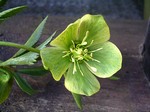 Photos Helleborus odorata
