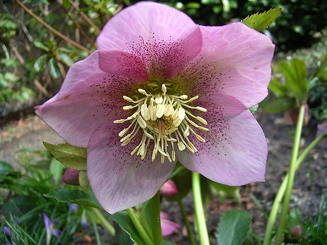 Photos Helleborus orientalis - Lenten rose