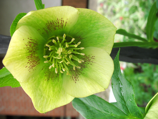 Photos Helleborus orientalis - Lenten rose