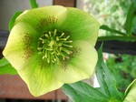 Photos Helleborus orientalis