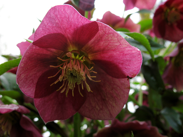 Photos Helleborus orientalis - Lenten rose