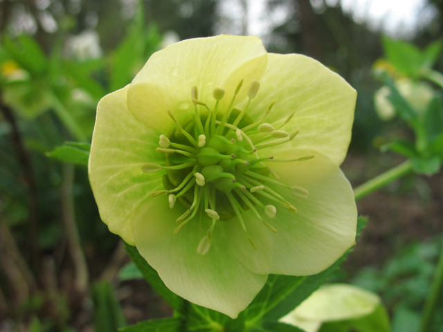 Photos Helleborus orientalis - Lenten rose
