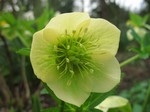 Photos Helleborus orientalis