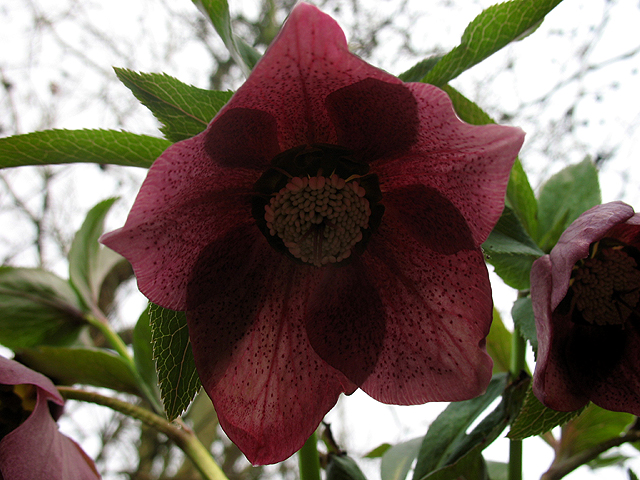 Photos Helleborus orientalis - Lenten rose