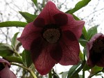 Photos Helleborus orientalis