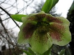Photos Helleborus orientalis