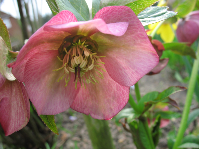 Photos Helleborus orientalis - Lenten rose