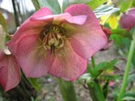 Photos Helleborus orientalis