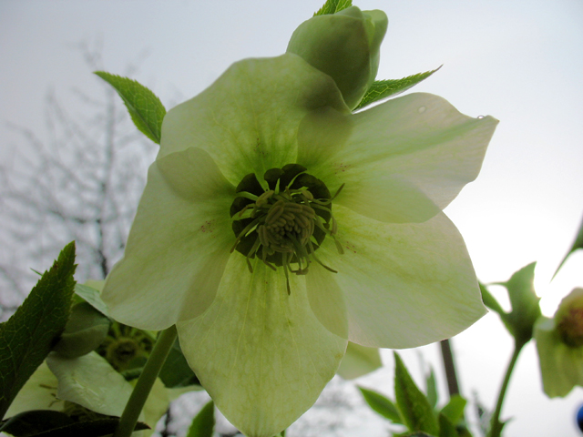 Photos Helleborus orientalis - Lenten rose