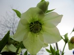 Photos Helleborus orientalis