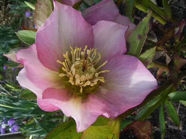 Photos Helleborus orientalis - Lenten rose