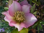 Photos Helleborus orientalis