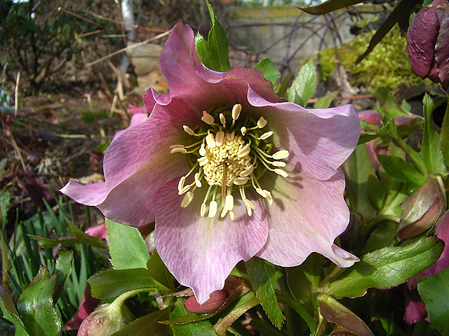 Photos Helleborus orientalis - Lenten rose