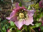 Photos Helleborus orientalis