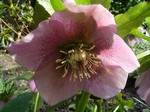 Photos Helleborus orientalis