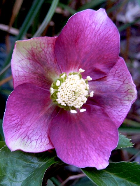 Photos Helleborus orientalis - Lenten rose