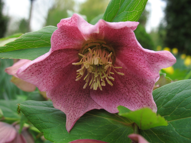 Photos Helleborus orientalis - Lenten rose