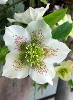 Photos Helleborus orientalis