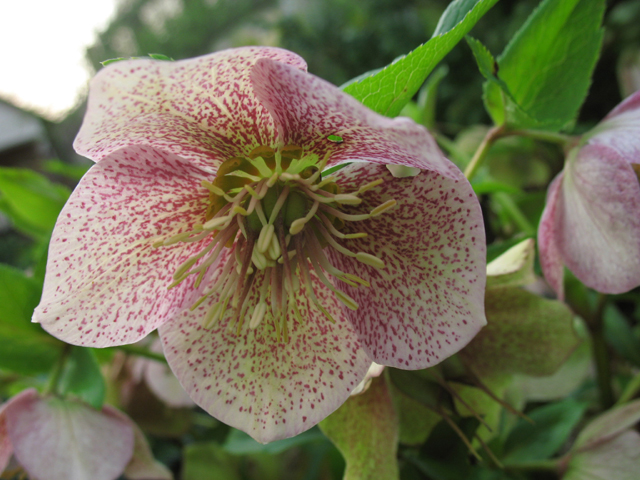 Photos Helleborus orientalis - Lenten rose