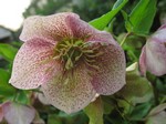 Photos Helleborus orientalis