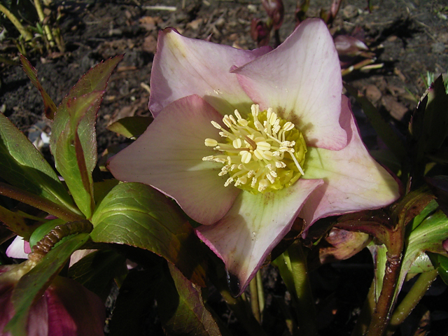 Photos Helleborus orientalis - Lenten rose