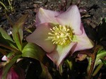 Photos Helleborus orientalis