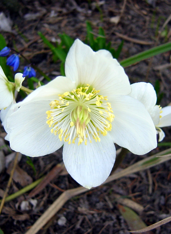 Photos Helleborus praecox - Lenten rose