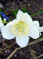 Photos Helleborus niger