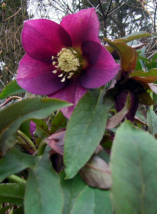 Photos Helleborus purpurascens - Lenten rose
