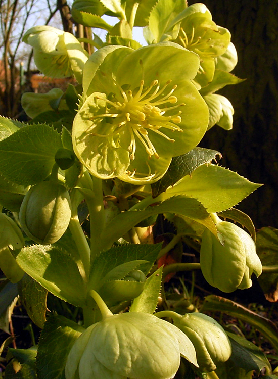 Foto Helleborus sternii - 