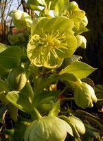 Photos Helleborus sternii