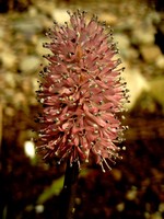 Photos Helonias bullata