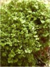 Soleirolia soleirolii