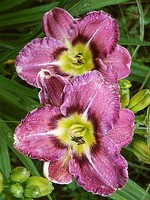 Fotos Hemerocallis