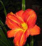 Photos Hemerocallis